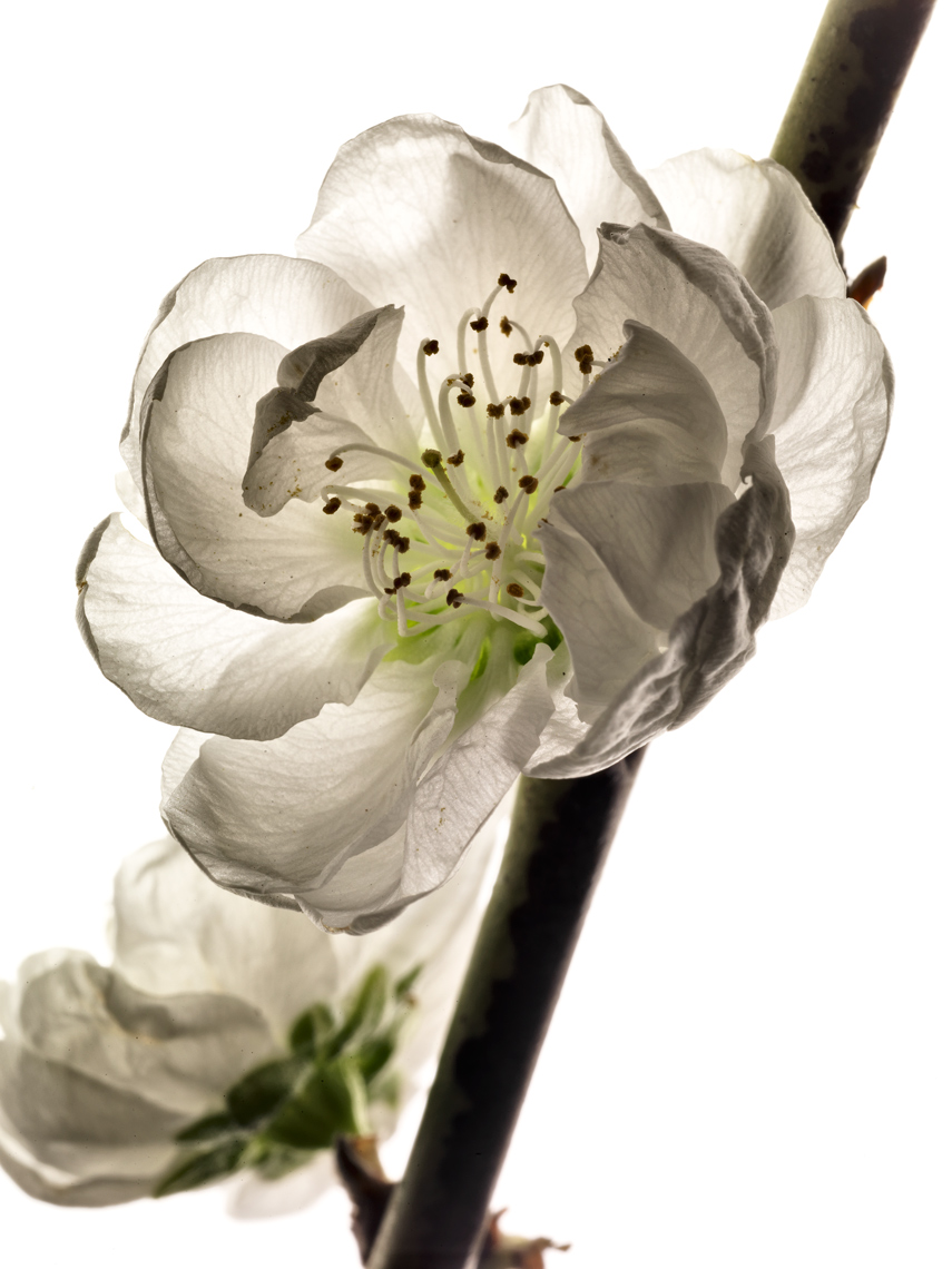 Portfolio_Cherry_Blossoms.jpg